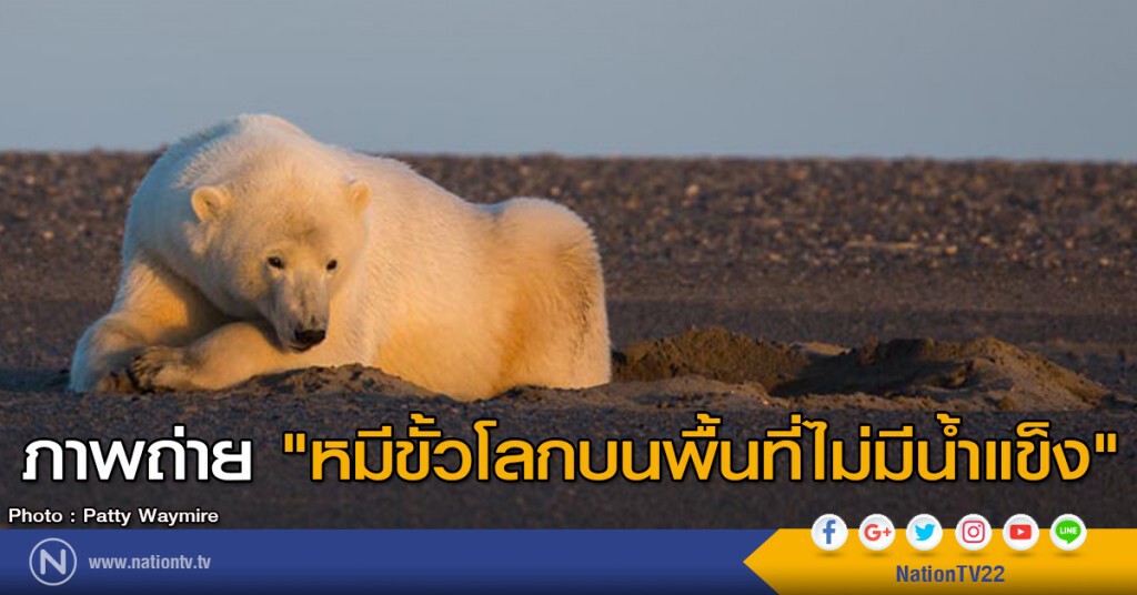 ภาพถ่าย "หมีขั้วโลกบนพื้นที่ไม่มีน้ำแข็ง" ภาพถ่าย "หมีขั้วโลกบนพื้นที่ไม่มีน้ำแข็ง"