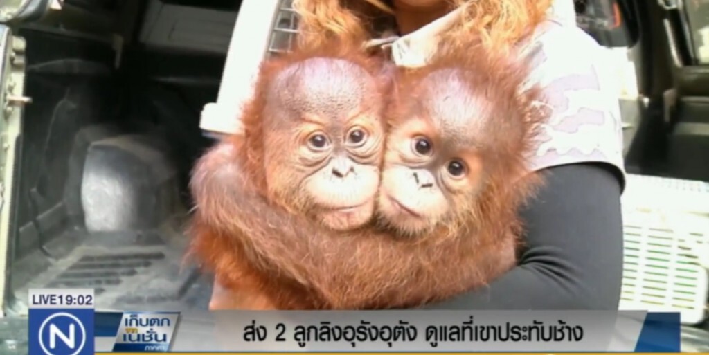 ส่งตัว 2 ลูกลิงอุรังอุตัง สัตว์ป่าของกลางมาดูแลที่ "เขาประทับช้าง" ส่งตัว 2 ลูกลิงอุรังอุตัง สัตว์ป่าของกลางมาดูแลที่ "เขาประทับช้าง"