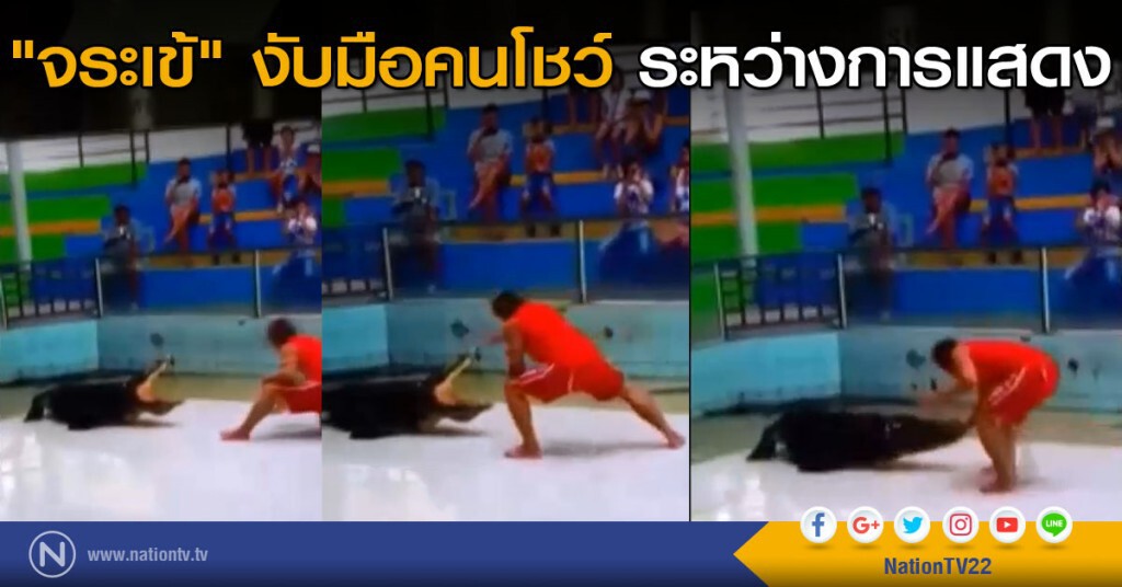 "จระเข้" งับมือคนโชว์ ต่อหน้านักท่องเที่ยวที่ภูเก็ต "จระเข้" งับมือคนโชว์ ต่อหน้านักท่องเที่ยวที่ภูเก็ต