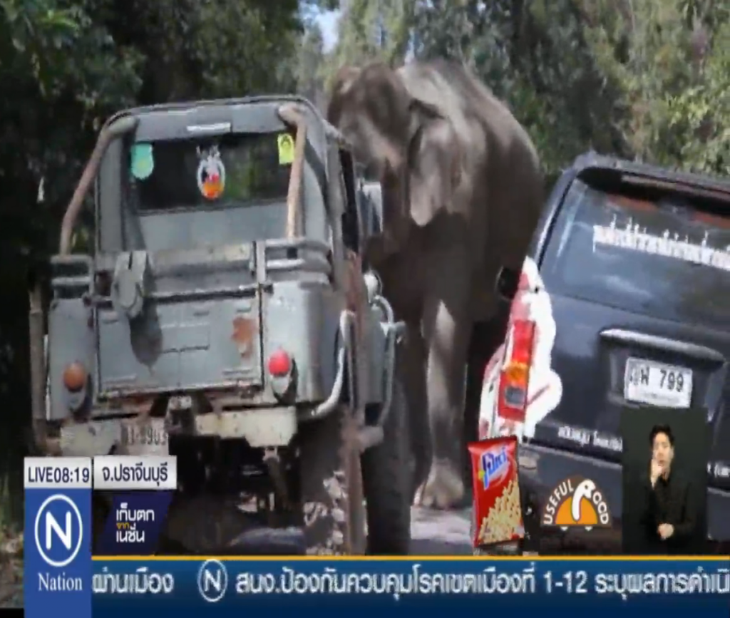 ระทึก! พบช้างป่าเขาใหญ่ ออกหากินบริเวณจุดกางเต้นท์ น้ำตกเหวสุวัต