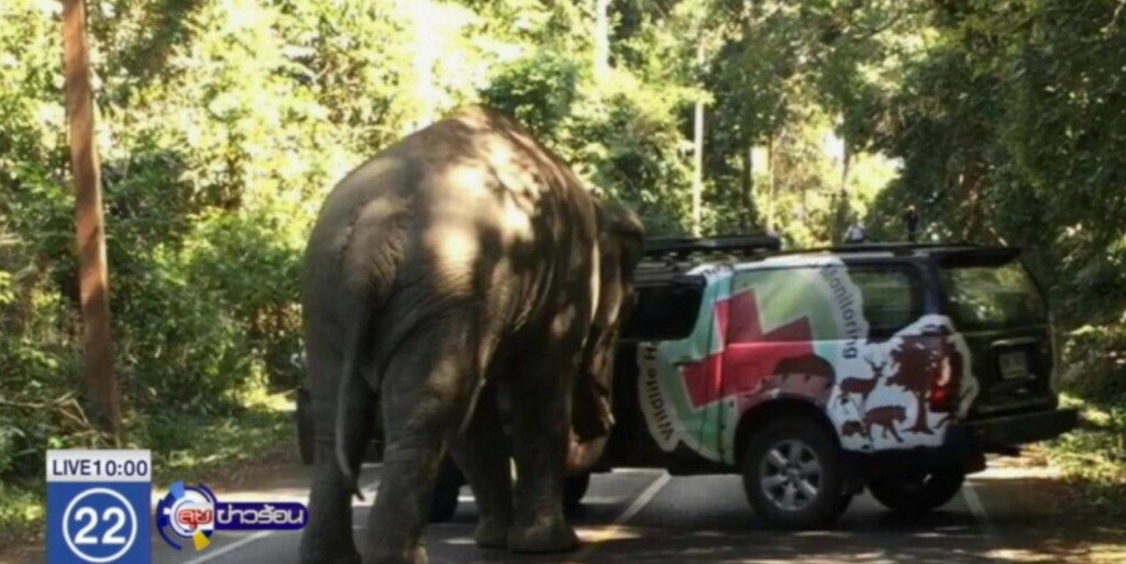 เตือน นทท.ขึ้นเขาใหญ่ ระวังช้างป่าหากินใกล้เต็นท์ เตือน นทท.ขึ้นเขาใหญ่ ระวังช้างป่าหากินใกล้เต็นท์