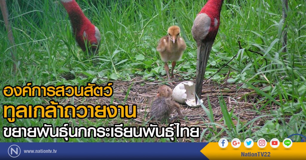 องค์การสวนสัตว์ ทูลเกล้าถวายงานขยายพันธุ์นกกระเรียนพันธุ์ไทย
ต่อยอดความสำเร็จการสูญพันธุ์ในรอบ 50 ปี องค์การสวนสัตว์ ทูลเกล้าถวายงานขยายพันธุ์นกกระเรียนพันธุ์ไทย
ต่อยอดความสำเร็จการสูญพันธุ์ในรอบ 50 ปี