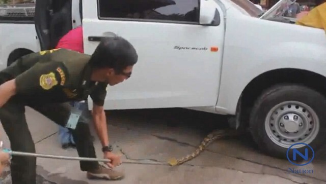 ลูกค้าช็อค! ยืนซื้อของ
"งูเหลือม"โผล่ออกจากรถขายกับข้าว
