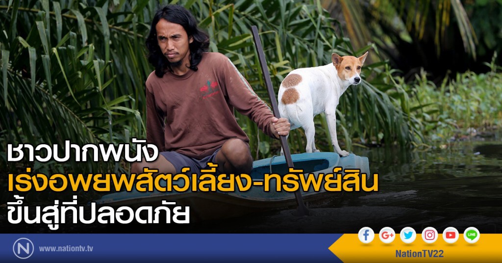ชาวปากพนัง เร่งอพยพสัตว์เลี้ยง-ทรัพย์สินขึ้นสู่ที่ปลอดภัย ชาวปากพนัง เร่งอพยพสัตว์เลี้ยง-ทรัพย์สินขึ้นสู่ที่ปลอดภัย