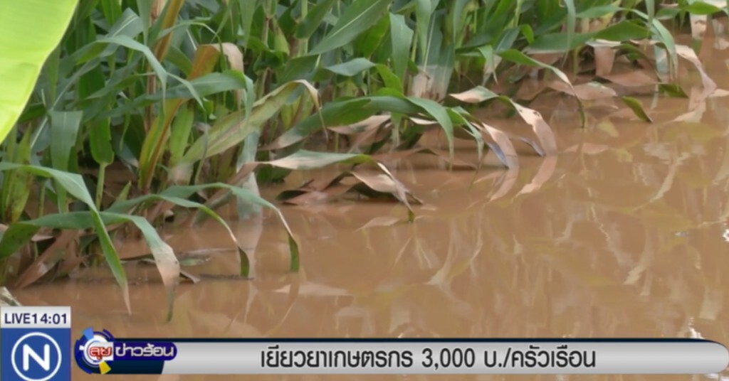 เยียวยาเกษตรกร 3,000 บาทต่อครัวเรือน เยียวยาเกษตรกร 3,000 บาทต่อครัวเรือน