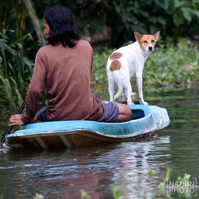 ชาวปากพนัง เร่งอพยพสัตว์เลี้ยง-ทรัพย์สินขึ้นสู่ที่ปลอดภัย
