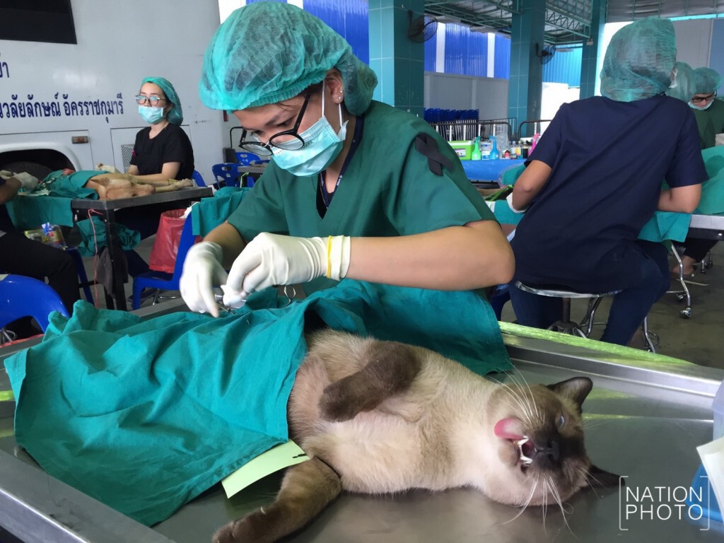 สพส.จัดทำหมันหมา-แมวพร้อมฉีดวัคซีนป้องกันโรคพิษสุขบ้าฟรี สพส.จัดทำหมันหมา-แมวพร้อมฉีดวัคซีนป้องกันโรคพิษสุขบ้าฟรี