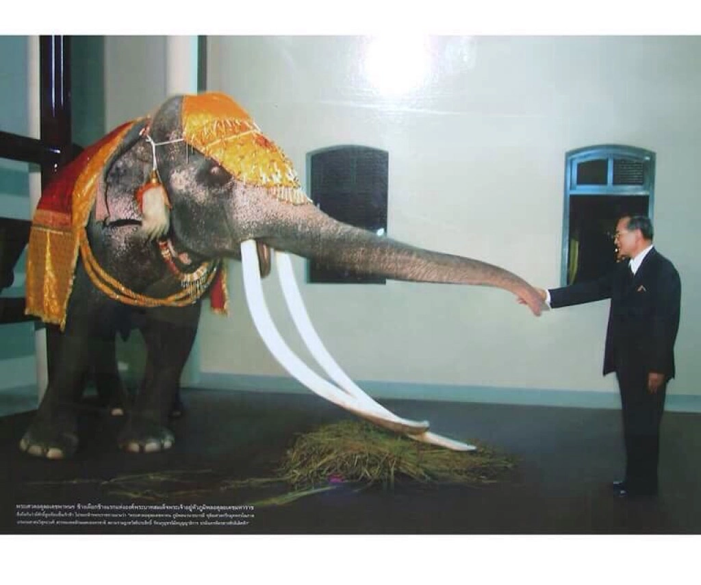 "คุณพระเศวตอดุลยเดชพาหน" ช้างเผือกในรัชกาลที่ 9