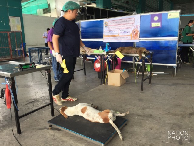 สพส.จัดทำหมันหมา-แมวพร้อมฉีดวัคซีนป้องกันโรคพิษสุขบ้าฟรี