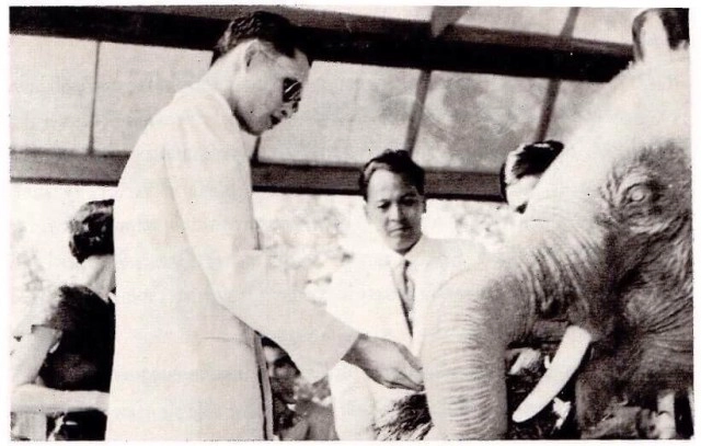 "คุณพระเศวตอดุลยเดชพาหน" ช้างเผือกในรัชกาลที่ 9