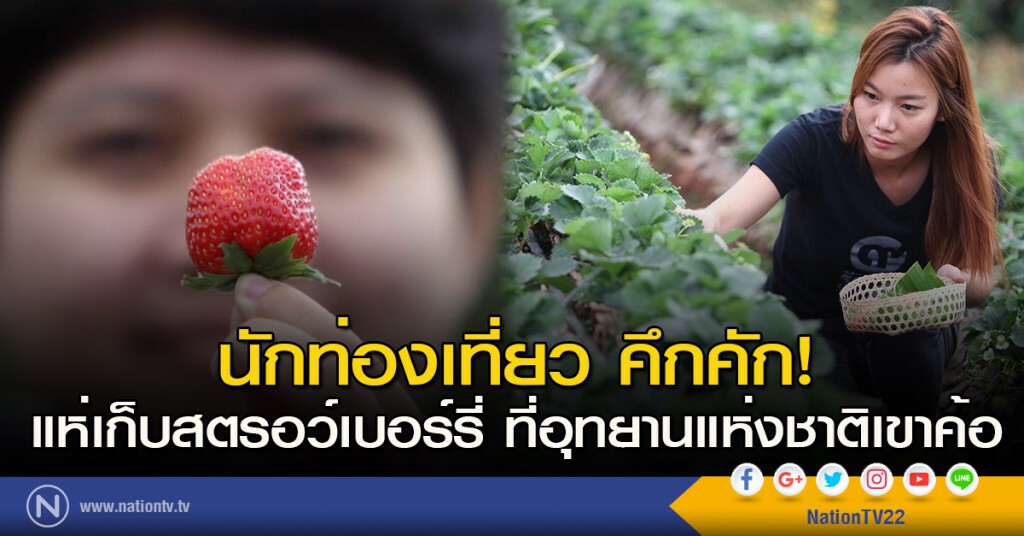 นักท่องเที่ยว คึกคัก! แห่เก็บผลสตรอว์เบอร์รี่ ที่อุทยานแห่งชาติเขาค้อ นักท่องเที่ยว คึกคัก! แห่เก็บผลสตรอว์เบอร์รี่ ที่อุทยานแห่งชาติเขาค้อ