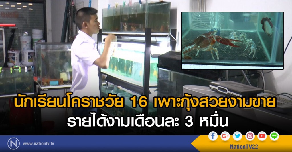 นักเรียนโคราชวัย 16 เพาะกุ้งสวยงามขาย
รายได้งามเดือนละ 3 หมื่น นักเรียนโคราชวัย 16 เพาะกุ้งสวยงามขาย
รายได้งามเดือนละ 3 หมื่น