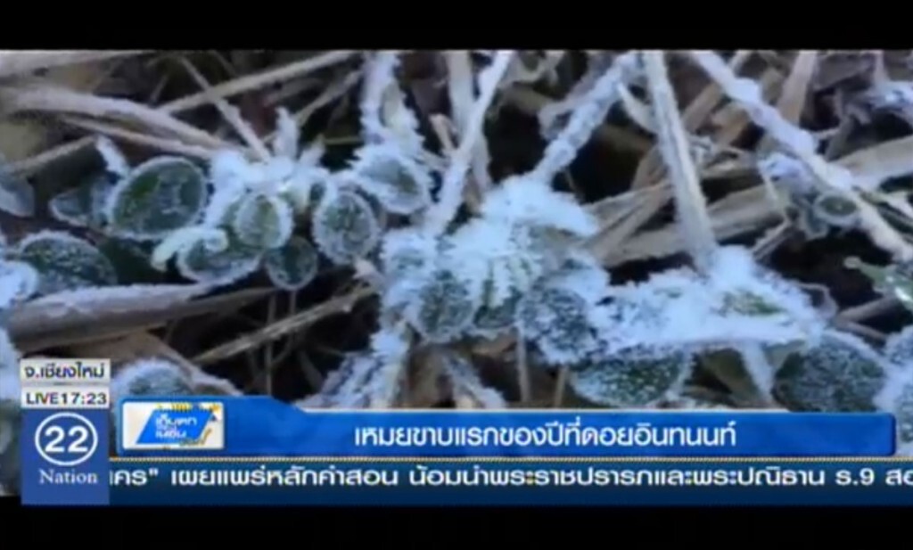 เหมยขาบแรกของปี ที่ดอยอินทนนท์ เหมยขาบแรกของปี ที่ดอยอินทนนท์