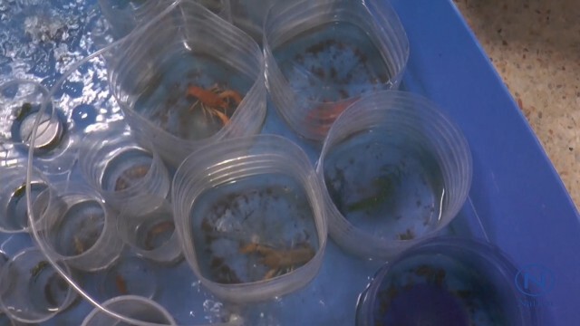 นักเรียนโคราชวัย 16 เพาะกุ้งสวยงามขาย 
รายได้งามเดือนละ 3 หมื่น