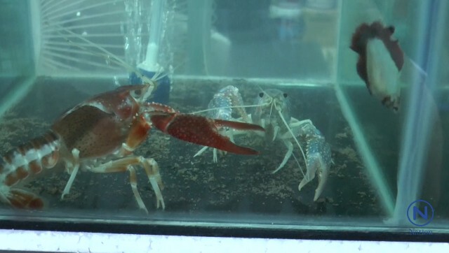 นักเรียนโคราชวัย 16 เพาะกุ้งสวยงามขาย 
รายได้งามเดือนละ 3 หมื่น