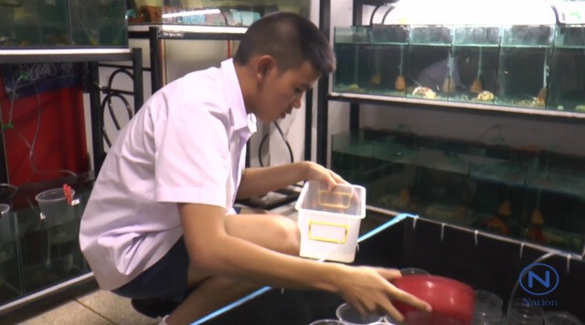 นักเรียนโคราชวัย 16 เพาะกุ้งสวยงามขาย 
รายได้งามเดือนละ 3 หมื่น