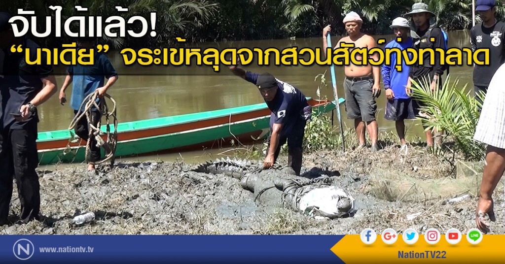 จับได้แล้ว! "นาเดีย" จระเข้หลุดจากสวนสัตว์ทุ่งท่าลาด
