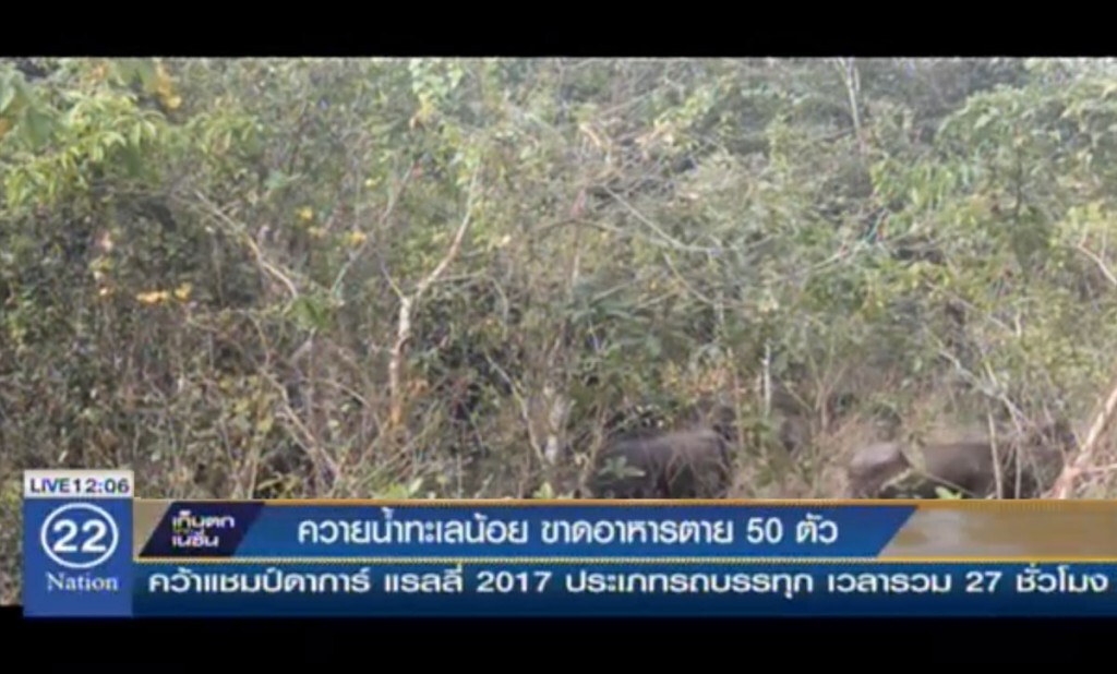 ควายน้ำทะเลน้อย ขาดอาหารตาย 50 ตัว ควายน้ำทะเลน้อย ขาดอาหารตาย 50 ตัว
