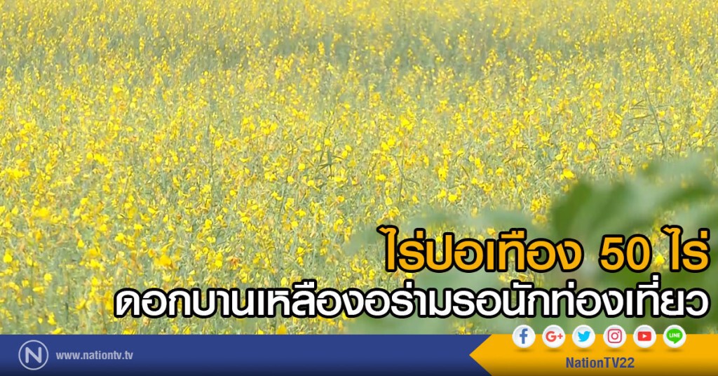 ไร่ปอเทือง 50 ไร่ ดอกบานเหลืองอร่ามรอนักท่องเที่ยว ไร่ปอเทือง 50 ไร่ ดอกบานเหลืองอร่ามรอนักท่องเที่ยว
