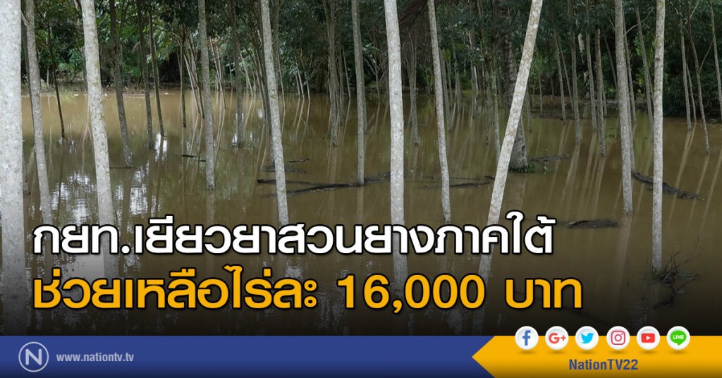 กยท.เยียวยาสวนยางภาคใต้