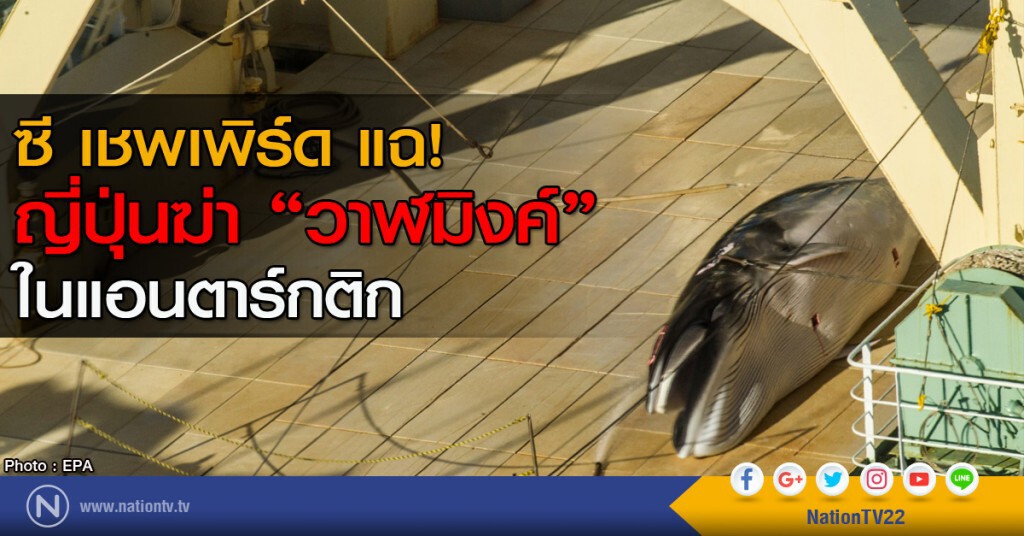 ญี่ปุ่นฆ่าวาฬมิงค์ในแอนตาร์กติก ญี่ปุ่นฆ่าวาฬมิงค์ในแอนตาร์กติก