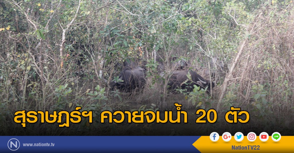 สุราษฎร์ฯ ควายจมน้ำ 20 ตัว สุราษฎร์ฯ ควายจมน้ำ 20 ตัว