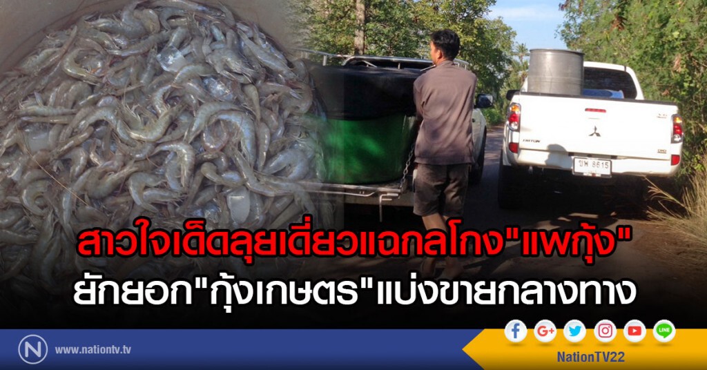 สาวใจเด็ดลุยเดี่ยวแฉกลโกง"แพกุ้ง"
ยักยอก"กุ้งสดเกษตร"แบ่งขายกลางทาง