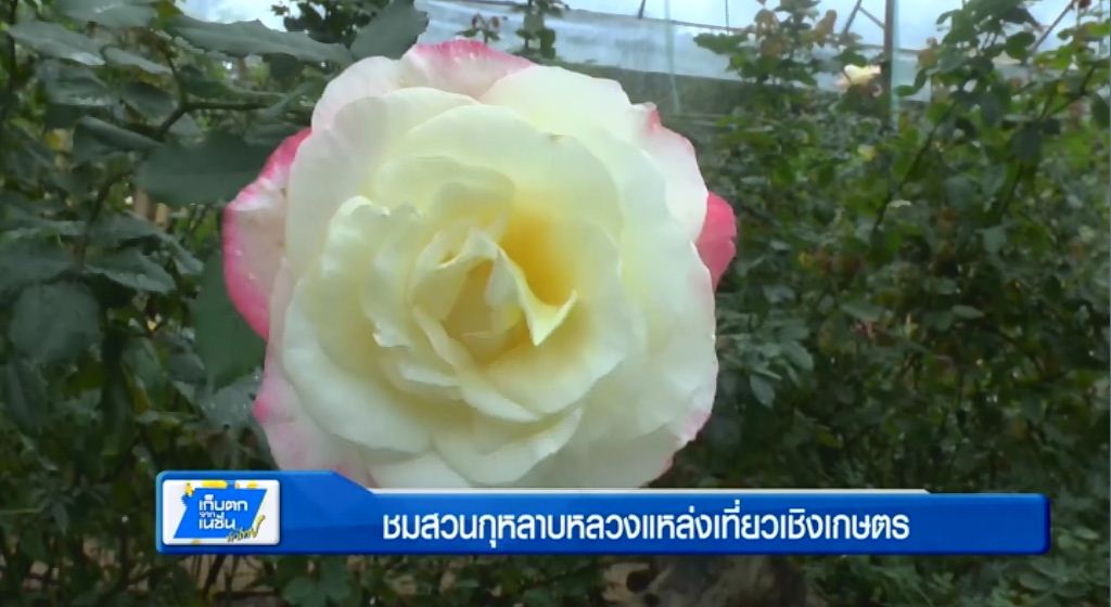 ตะลอนทั่วทิศ - ชมสวนกุหลาบหลวงแหล่งเที่ยวเชิงเกษตร ตะลอนทั่วทิศ - ชมสวนกุหลาบหลวงแหล่งเที่ยวเชิงเกษตร
