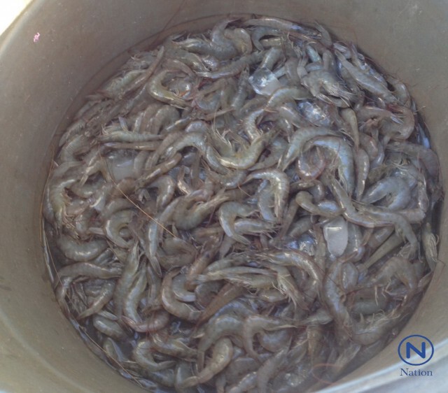 สาวใจเด็ดลุยเดี่ยวแฉกลโกง"แพกุ้ง"
ยักยอก"กุ้งสดเกษตร"แบ่งขายกลางทาง