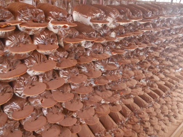 " เห็ดหลินจือ " คือยาอายุวัฒนะ หรือ สุดยอดแห่งสมุนไพร