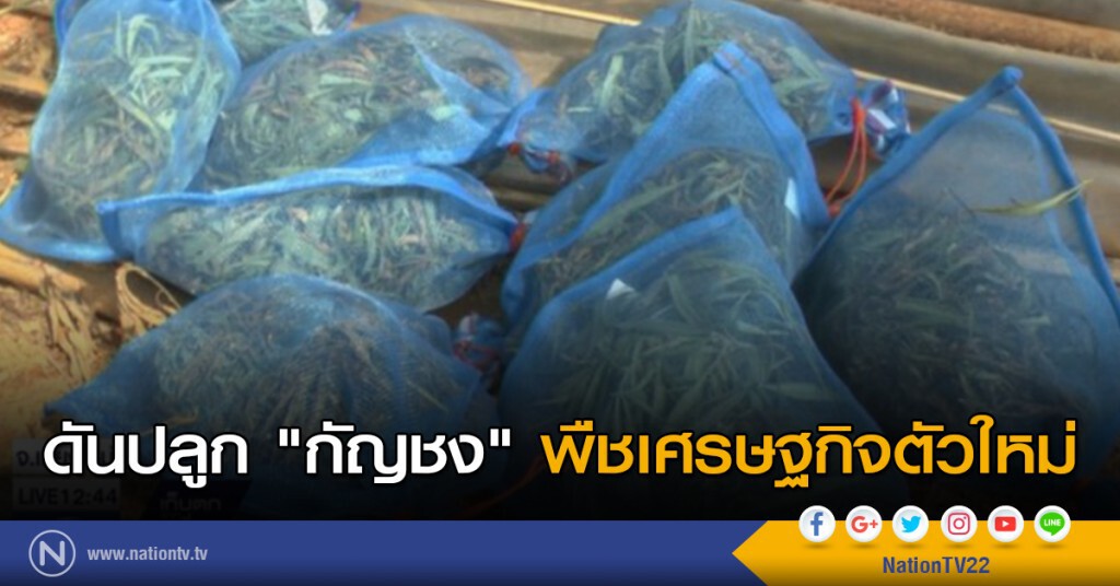 ดันปลูก "กัญชง" พืชเศรษฐกิจตัวใหม่ ดันปลูก "กัญชง" พืชเศรษฐกิจตัวใหม่
