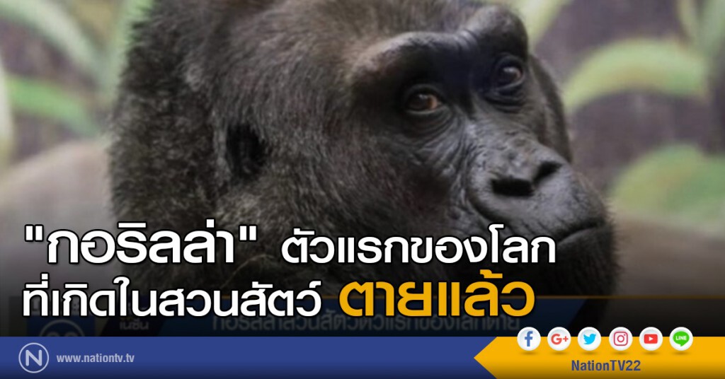 "กอริลล่า" ที่เกิดในสวนสัตว์ ตัวแรกของโลก ตายแล้ว "กอริลล่า" ที่เกิดในสวนสัตว์ ตัวแรกของโลก ตายแล้ว