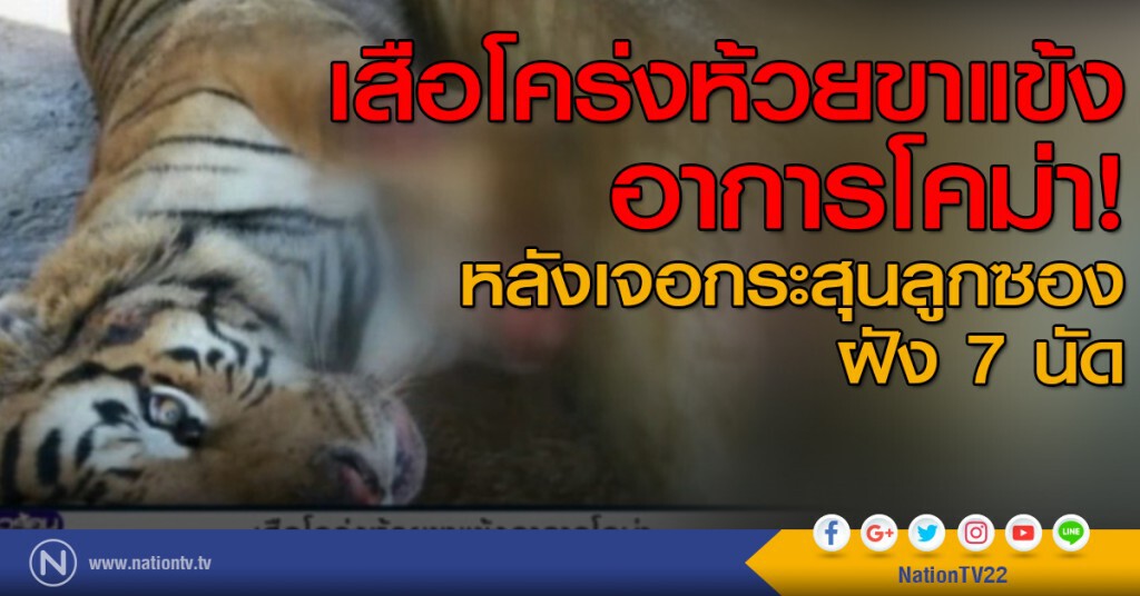เสือโคร่งห้วยขาแข้ง อาการโคม่า หลังเจอกระสุนลูกซองฝัง 7 นัด เสือโคร่งห้วยขาแข้ง อาการโคม่า หลังเจอกระสุนลูกซองฝัง 7 นัด