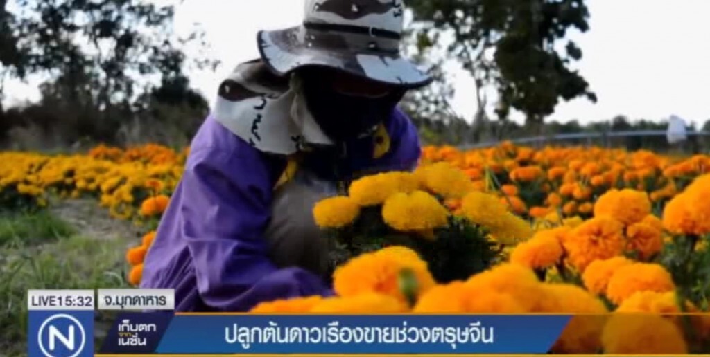 เร่งปลูก "ดาวเรือง" ขายช่วงวันตรุษจีน เร่งปลูก "ดาวเรือง" ขายช่วงวันตรุษจีน