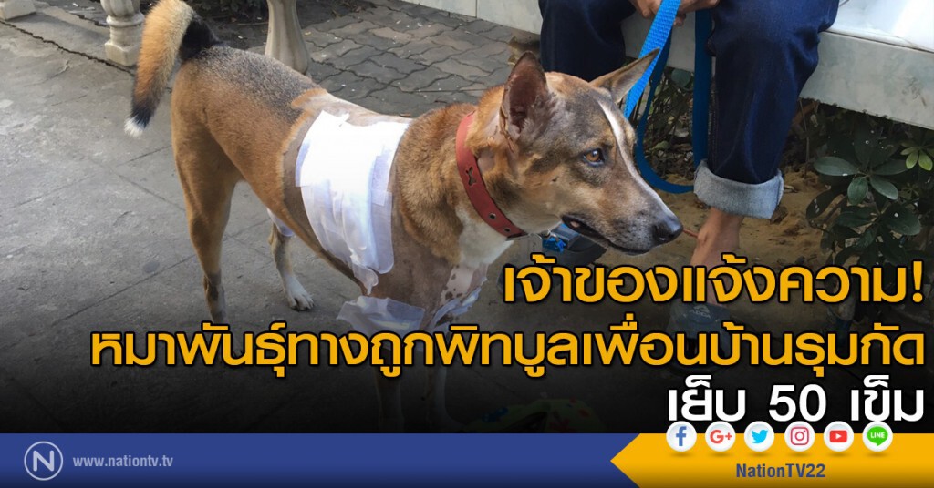 สาวแจ้งความ หมาพันธุ์ทางถูกพิทบูลเพื่อนบ้านรุมกัด เย็บ 50 เข็ม สาวแจ้งความ หมาพันธุ์ทางถูกพิทบูลเพื่อนบ้านรุมกัด เย็บ 50 เข็ม