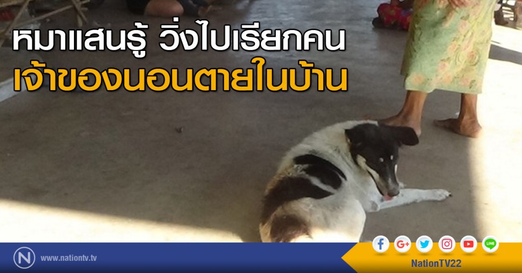 หมาแสนรู้ วิ่งไปเรียกคน เจ้าของนอนตายในบ้าน หมาแสนรู้ วิ่งไปเรียกคน เจ้าของนอนตายในบ้าน