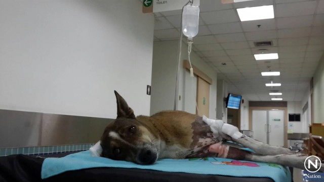 สาวแจ้งความ หมาพันธุ์ทางถูกพิทบูลเพื่อนบ้านรุมกัด เย็บ 50 เข็ม