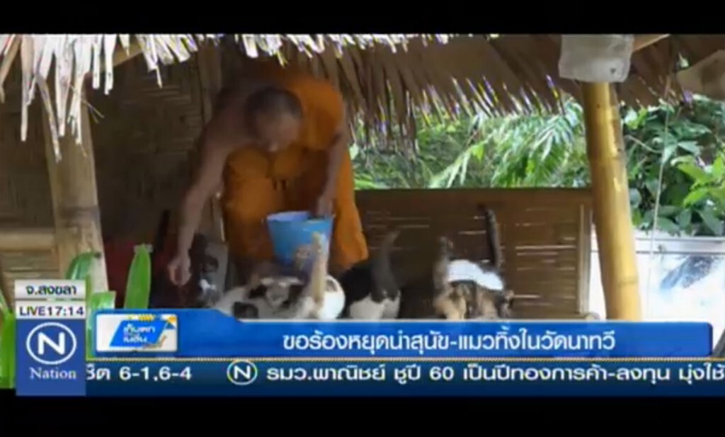 ขอร้องหยุดนำสุนัข-แมวทิ้งในวัด