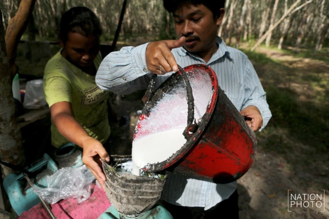 ชาวสวนยางสงขลา เริ่มยิ้มได้