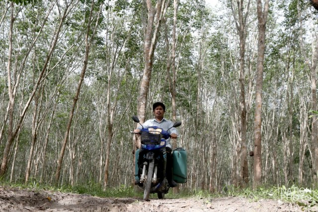 ชาวสวนยางสงขลา เริ่มยิ้มได้