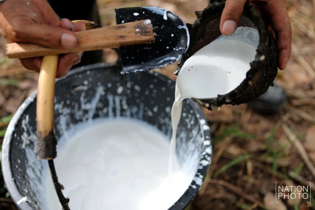 ชาวสวนยางสงขลา เริ่มยิ้มได้