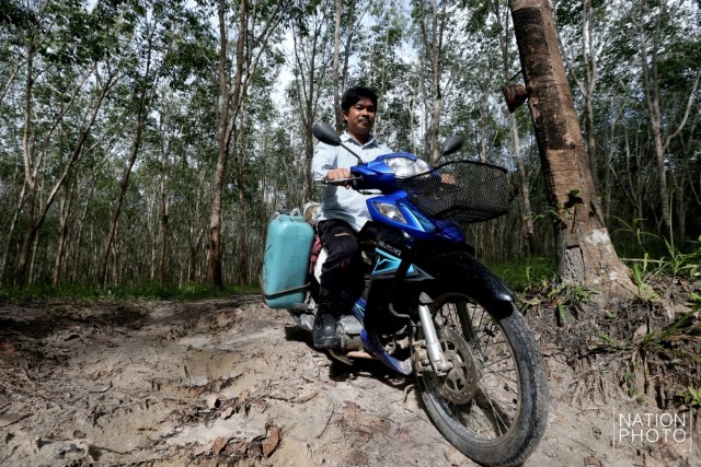 ชาวสวนยางสงขลา เริ่มยิ้มได้