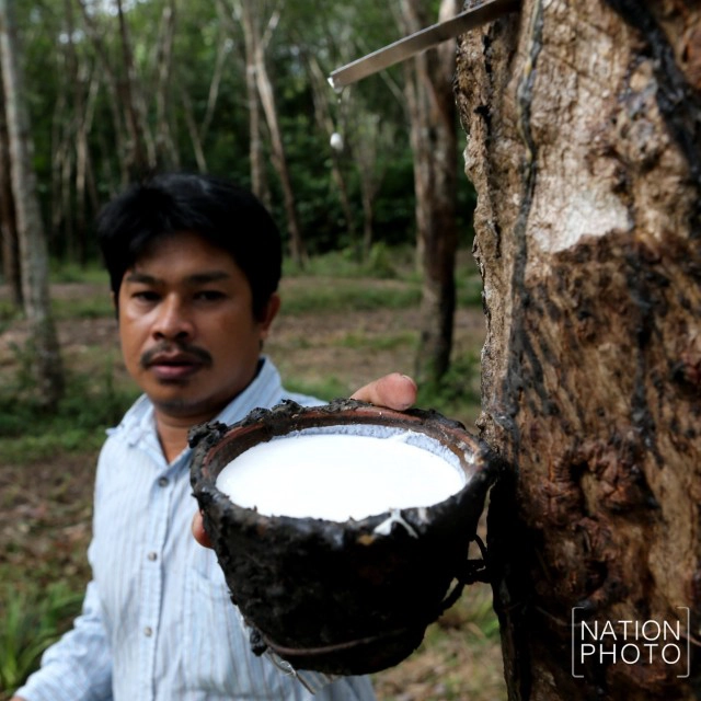 ชาวสวนยางสงขลา เริ่มยิ้มได้