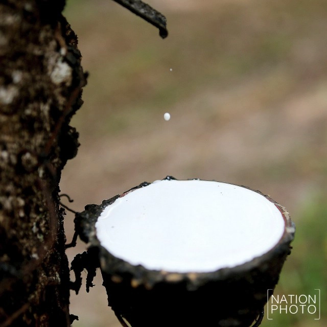 ชาวสวนยางสงขลา เริ่มยิ้มได้