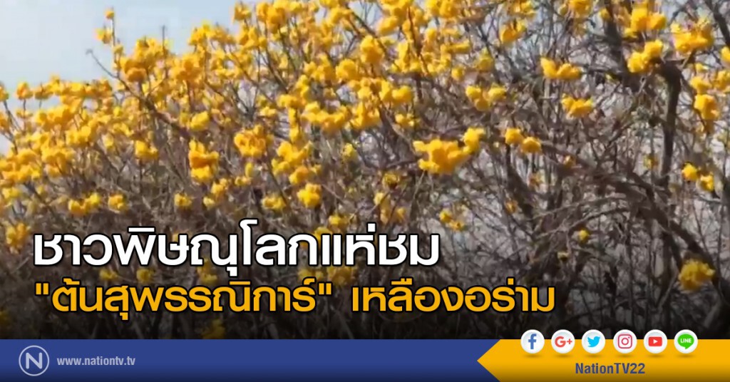 แห่ชม "ต้นสุพรรณิการ์" เหลืองอร่าม แห่ชม "ต้นสุพรรณิการ์" เหลืองอร่าม