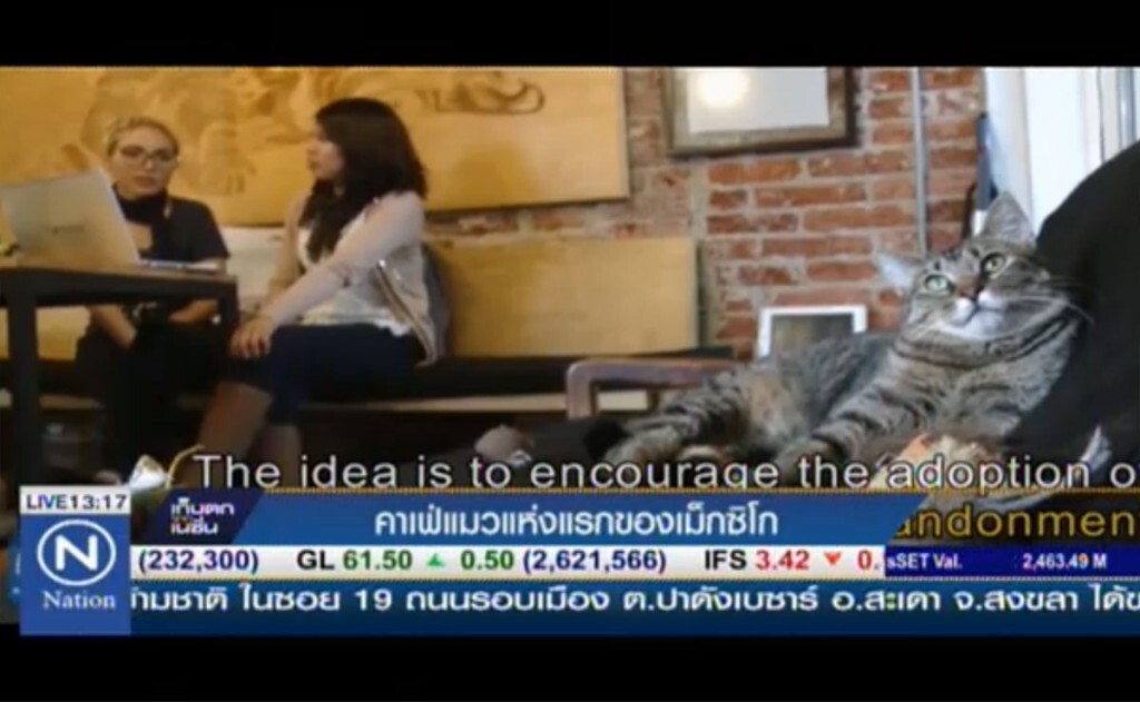 คาเฟ่แมวแห่งแรกของเม็กซิโก คาเฟ่แมวแห่งแรกของเม็กซิโก