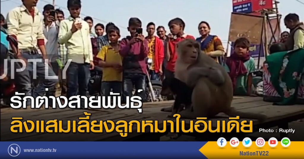 รักต่างสายพันธุ์ ลิงแสมเลี้ยงลูกหมาในอินเดีย รักต่างสายพันธุ์ ลิงแสมเลี้ยงลูกหมาในอินเดีย