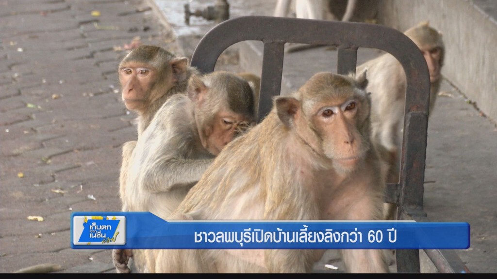 ตะลอนทั่วทิศ - ชาวลพบุรีเปิดบ้านเลี้ยงลิงกว่า 60 ปี ตะลอนทั่วทิศ - ชาวลพบุรีเปิดบ้านเลี้ยงลิงกว่า 60 ปี