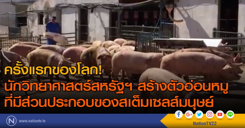 นักวิทยาศาสตร์สหรัฐฯ สร้างตัวอ่อนหมูที่มีส่วนประกอบของสเต็มเซลส์มนุษย์ นักวิทยาศาสตร์สหรัฐฯ สร้างตัวอ่อนหมูที่มีส่วนประกอบของสเต็มเซลส์มนุษย์