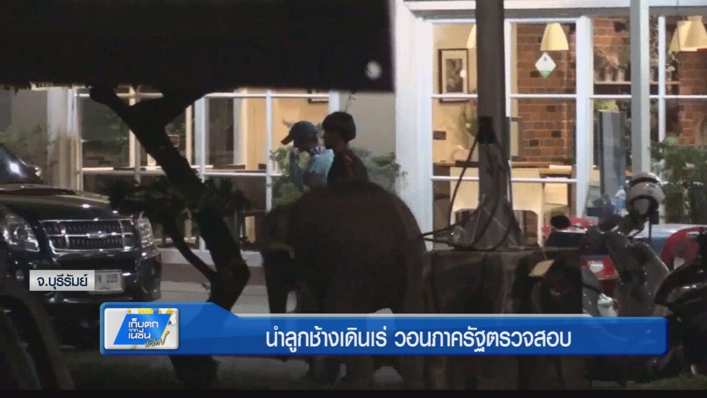 นำลูกช้างเดินเร่ วอนภาครัฐตรวจสอบ นำลูกช้างเดินเร่ วอนภาครัฐตรวจสอบ